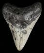 Megalodon Tooth - North Carolina #59164-1